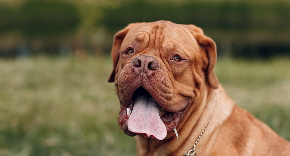 Hunderasse Bordeaux Dogge