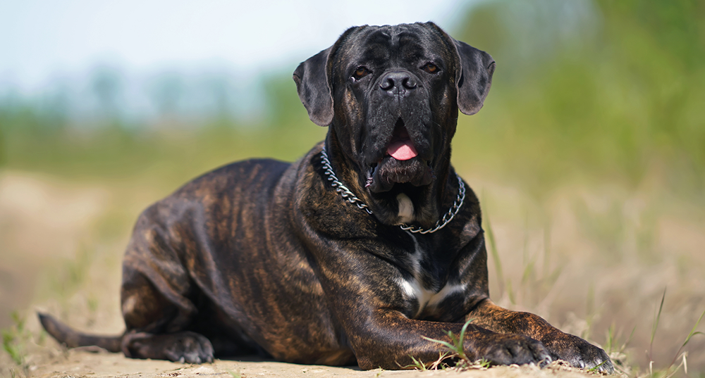 Hunderasse Cane-Corso