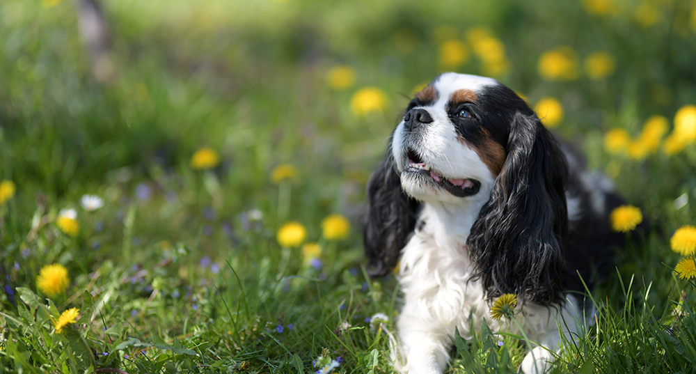 Hunderasse Cavalier-King-Charles Spaniel