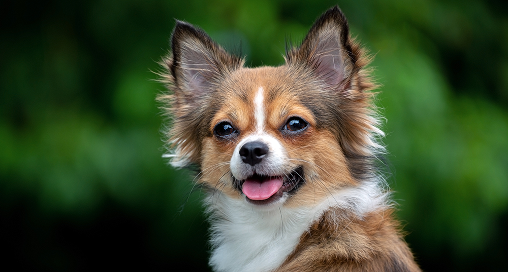 Hunderasse Chihuahua