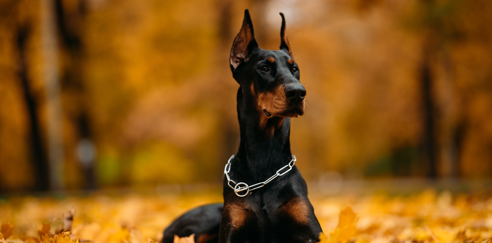 Hunderasse Dogge