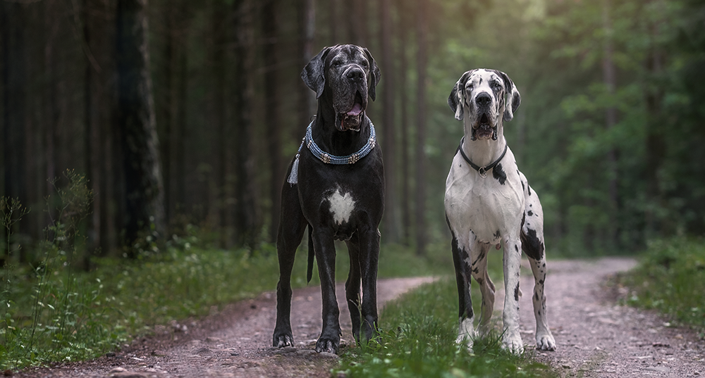 Hunderasse Dogge