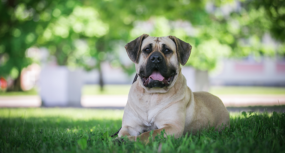 Hunderasse Dogo Canario