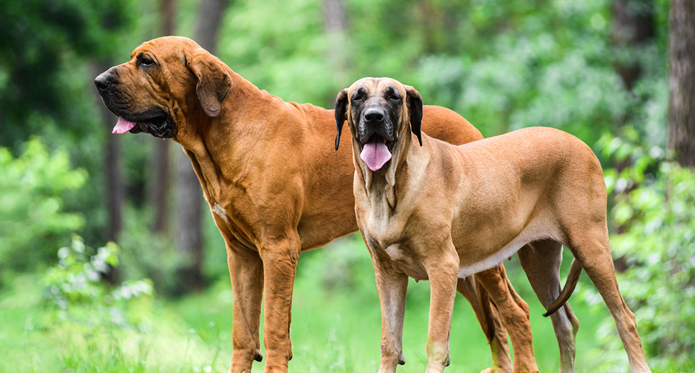 Hunderasse Fila-Brasileiro