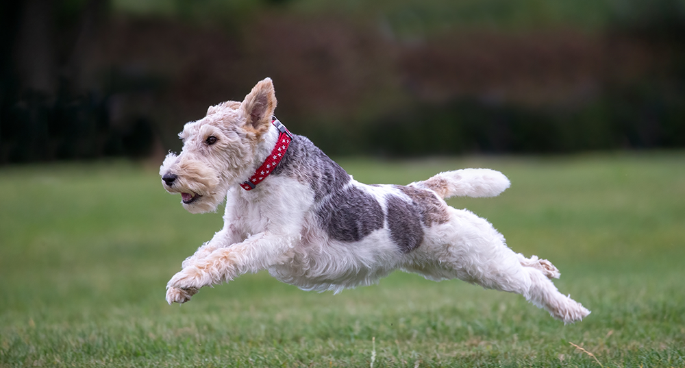 Hunderasse Foxterrier