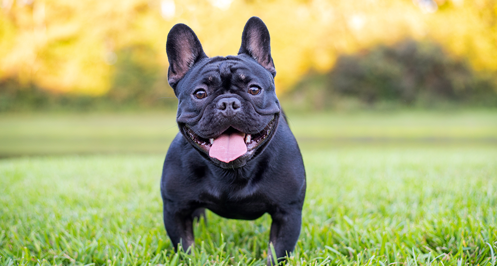 Hunderasse Französische Bulldogge