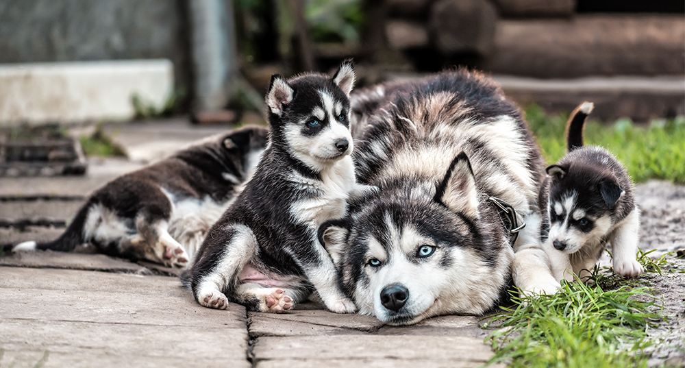 Hunderasse Husky