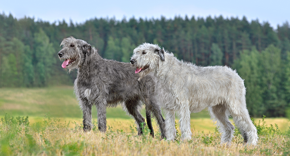 Hunderasse Irischer Wolfshund