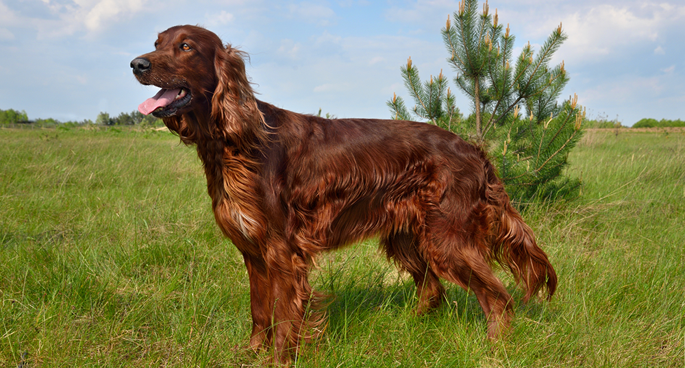 Hunderasse Irish Setter