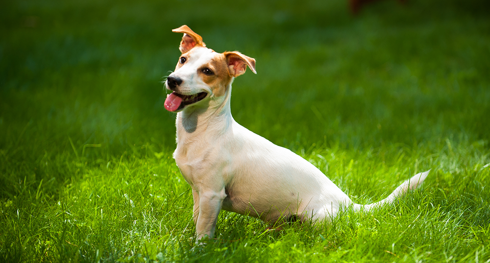 Hunderasse Jack-Russel Terrier