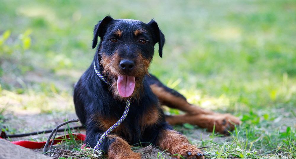 Hunderasse Jagdterrier
