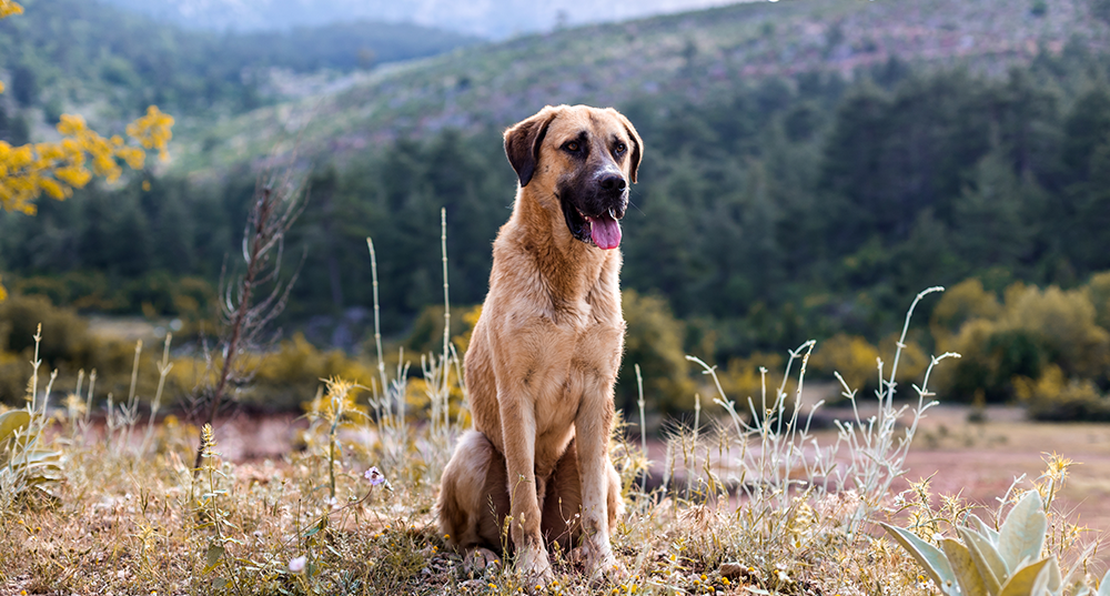Hunderasse Kangal