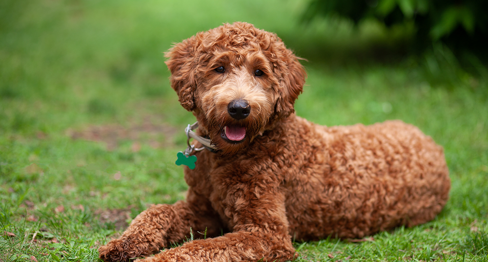 Hunderasse Labradoodle