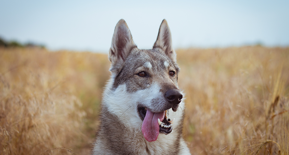 Hunderasse Laika
