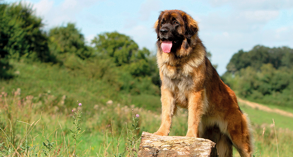 Hunderasse Leonberger