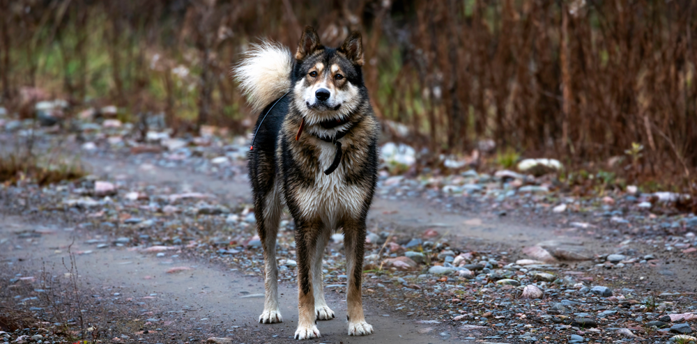 Hunderasse Ostsibirischer Laika