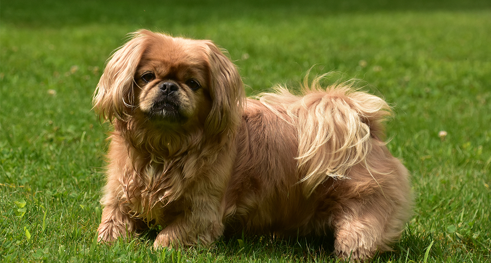 Hunderasse Pekinese