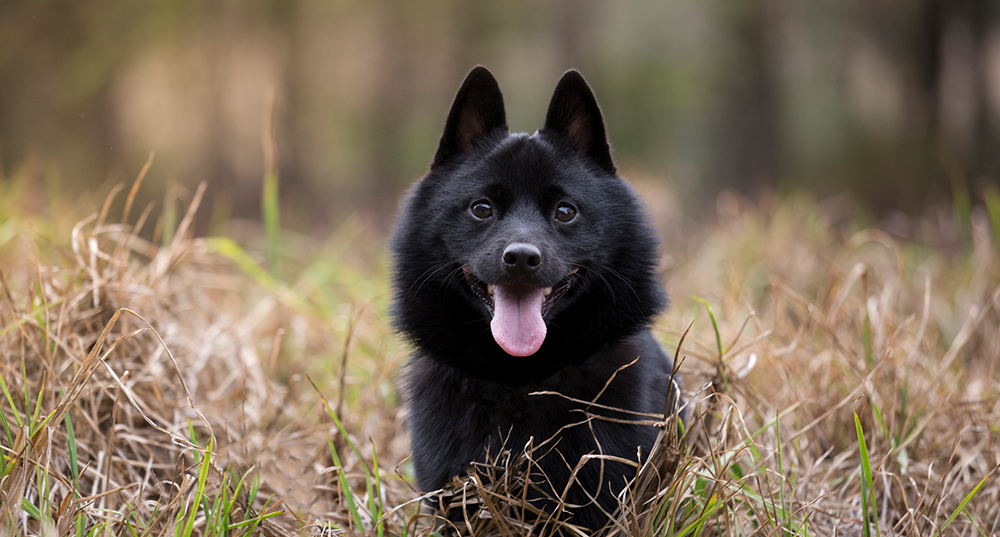 Hunderasse Schipperke