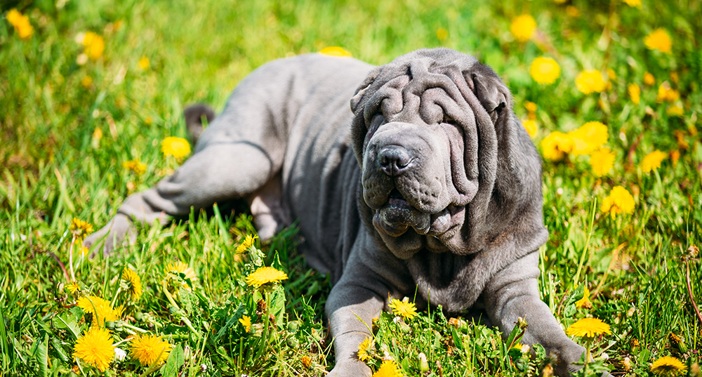 Hunderasse Shar-Pei