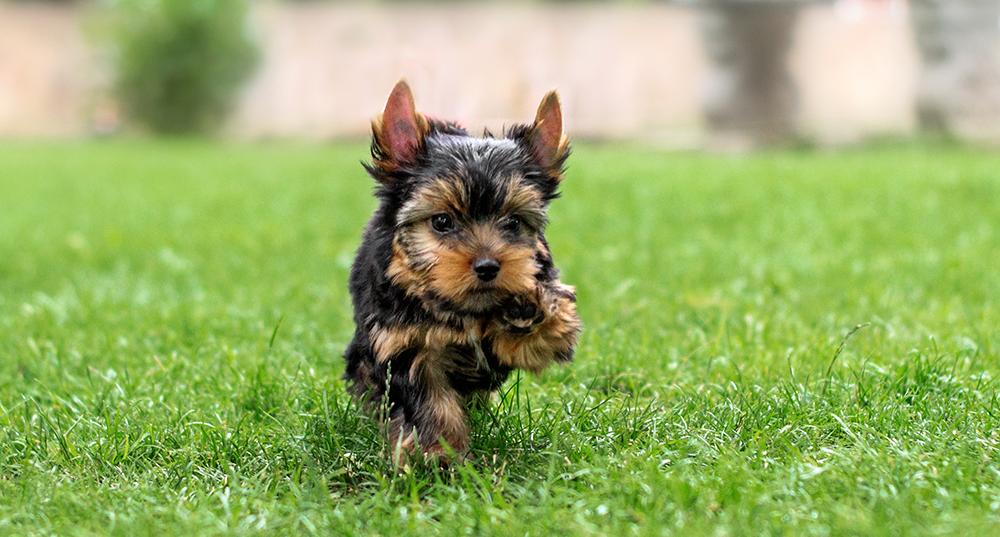 Hunderasse Yorkshire Terrier