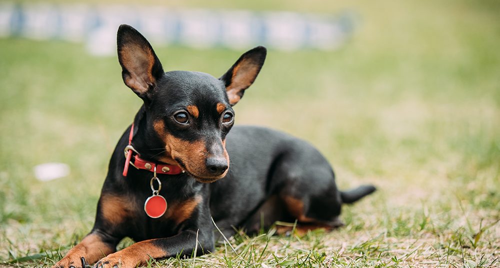 Hunderasse Zwergpinscher