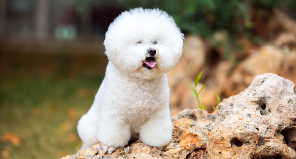 Hunderasse Bichon Frisee