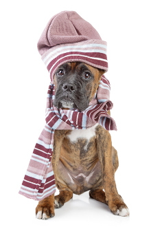 Deutscher Boxer Krankheiten