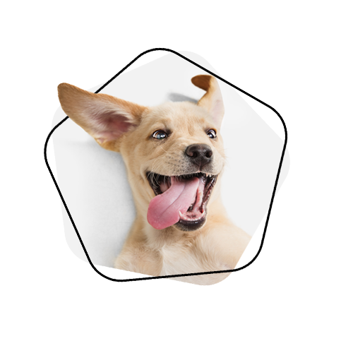 Günstige Hundeopversicherung