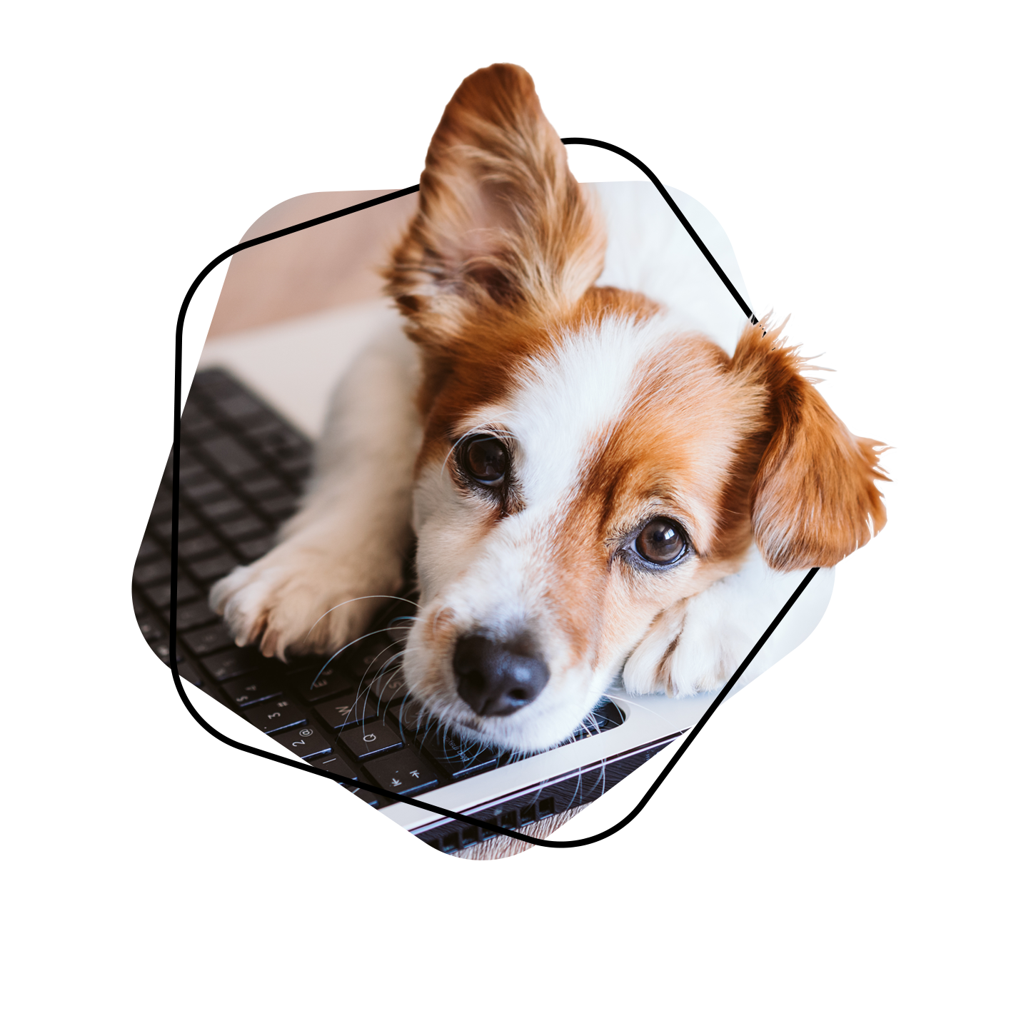 Hundehaftpflicht Vergleich