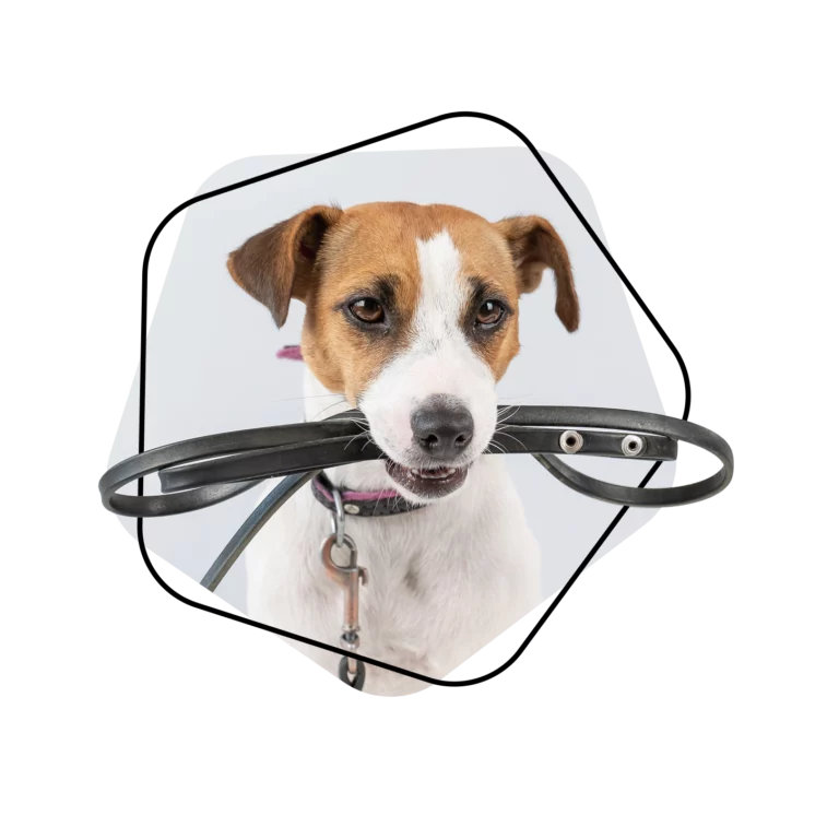 Hundehaftpflichtversicherung Vorteile