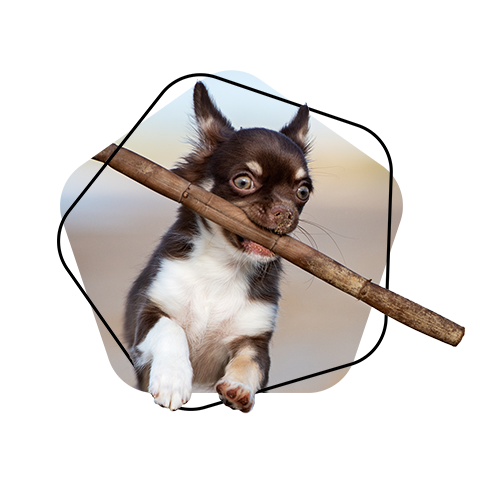 Hundeopversicherung Leistungen