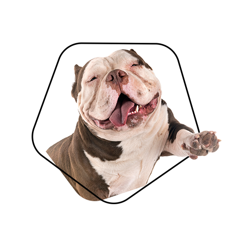 Hundeopversicherung worauf achten