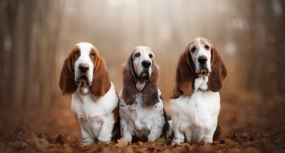 Hunderasse Basset Hound