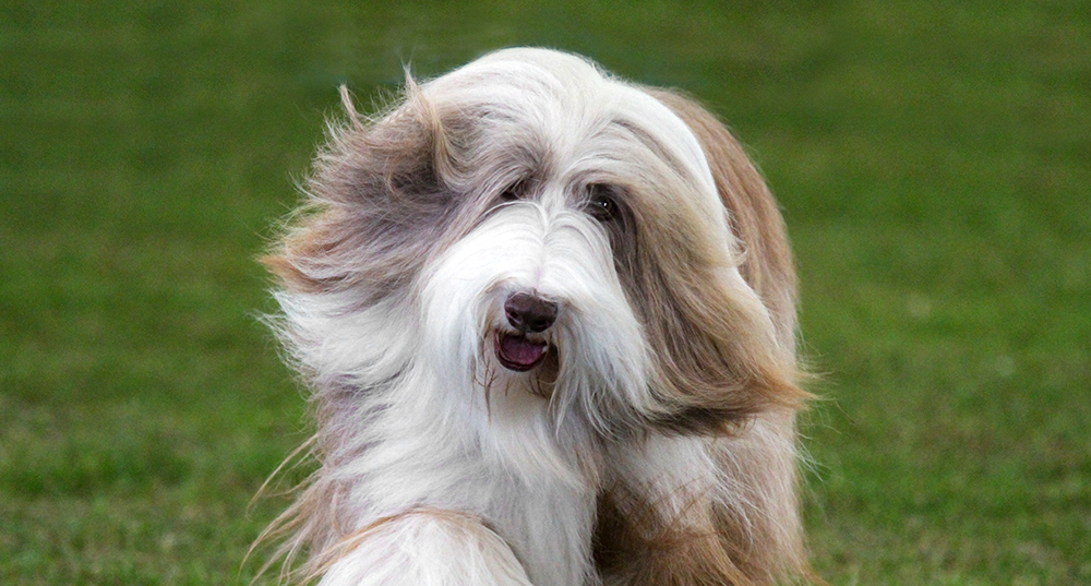 Hunderasse Bearded Collie