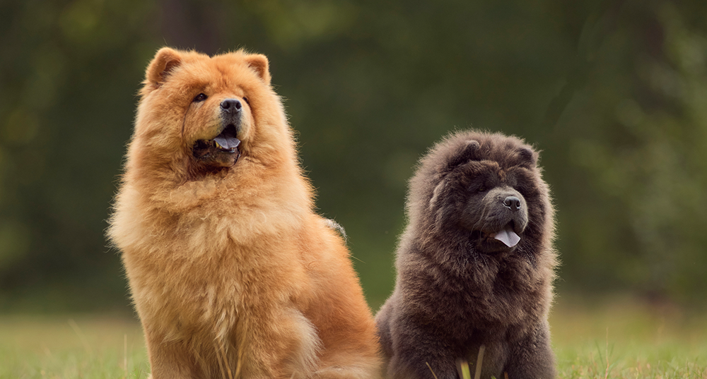 Hunderasse Chow-Chow