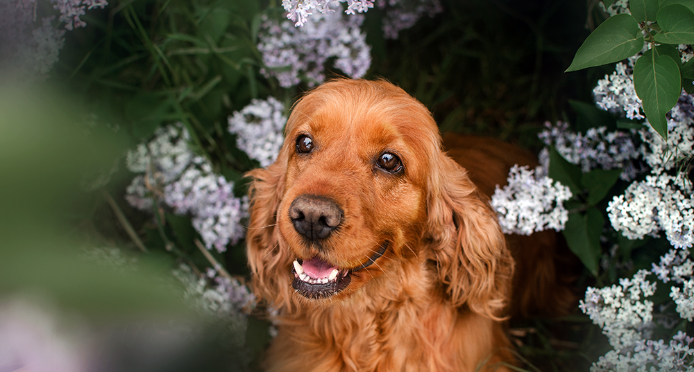 Hunderasse Cocker Spaniel