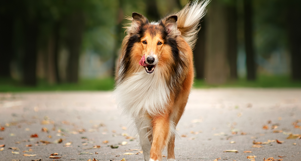 Hunderasse Collie