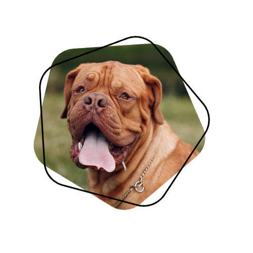 Kampfhundehaftpflicht Hunderassen