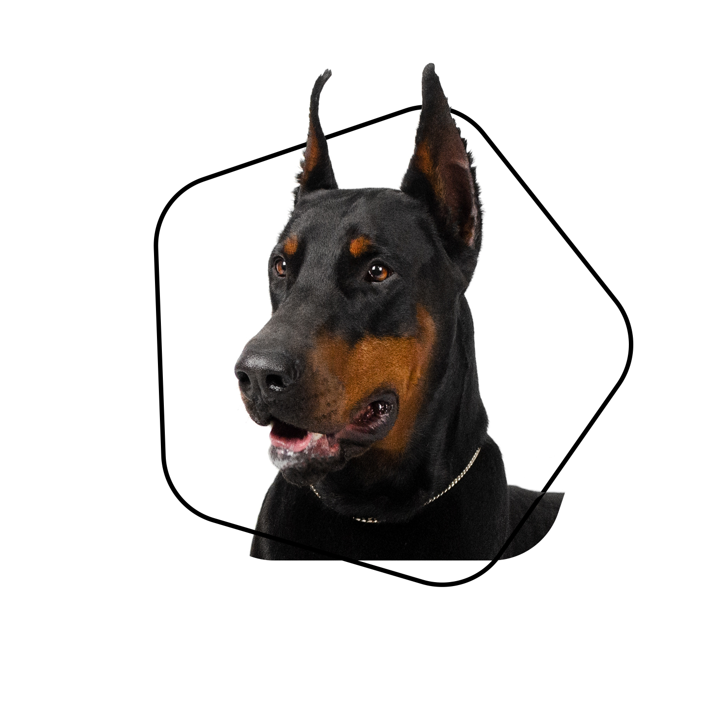 Kampfhundehaftpflicht
