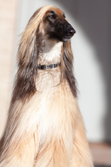 Afghanischer Windhund Krankheiten