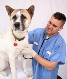 Akita-Inu Krankheiten
