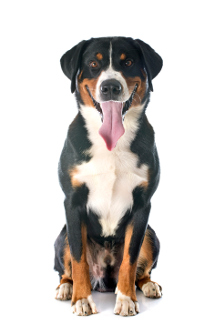 Appenzeller Sennenhund Krankheiten