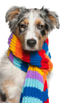 Australian Shepherd Krankheiten