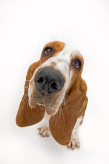 Basset Hound Krankheiten