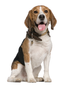 Beagle Krankheiten