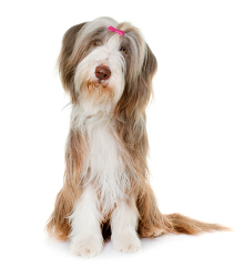 Bearded Collie Krankheiten