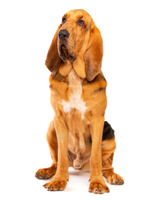 Bloodhound Krankheiten
