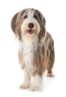 Bobtail Krankheiten