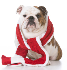 Bulldogge Krankheiten