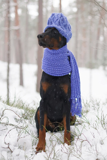 Dobermann Krankheiten